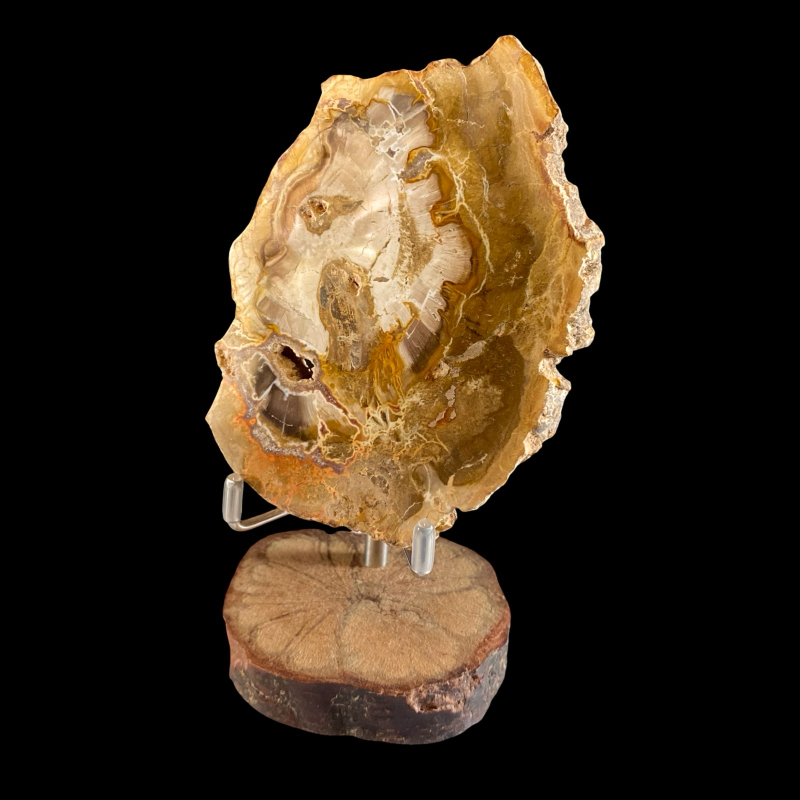 Alus_kivistunud puu_1001019369.1.PNG