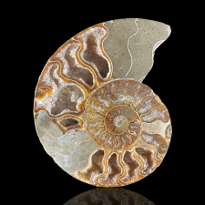 Fossiil - ammoniit