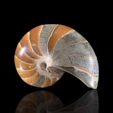 Fossiil - nautilus