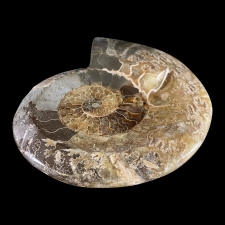 Fossiil - ammoniit