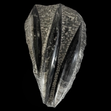 Fossiil - orthoceras