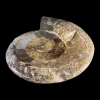 fossiil.ammoniit.1001022082.1.jpg