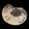 fossiil.ammoniit.1001022082.3.PNG