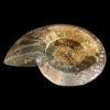 fossiil.ammoniit.1001022082.4.jpg