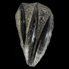 fossiil.orthoceras.1001022085.1.jpg