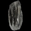 fossiil.orthoceras.1001022086.1.PNG