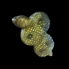 Madu_labradoriit_6001001127.3.png