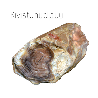 Kivistunud puit 